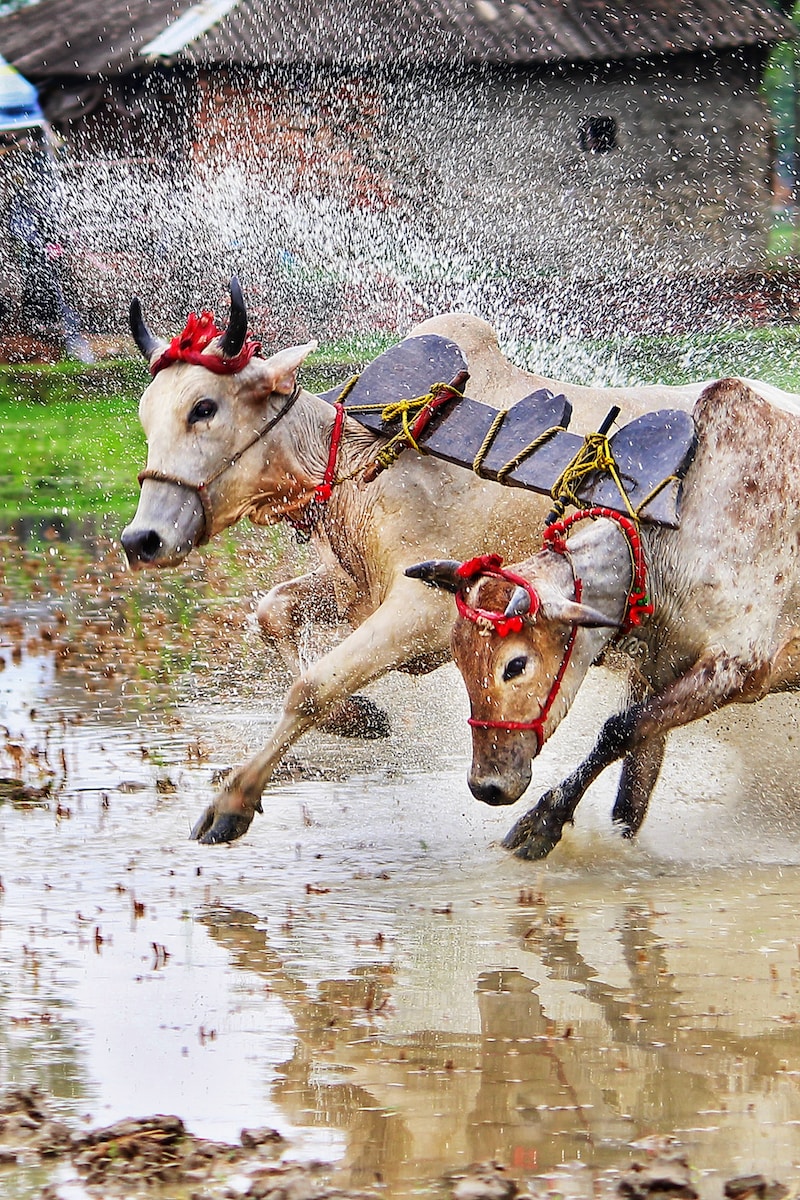 a couple of animals that are in the water